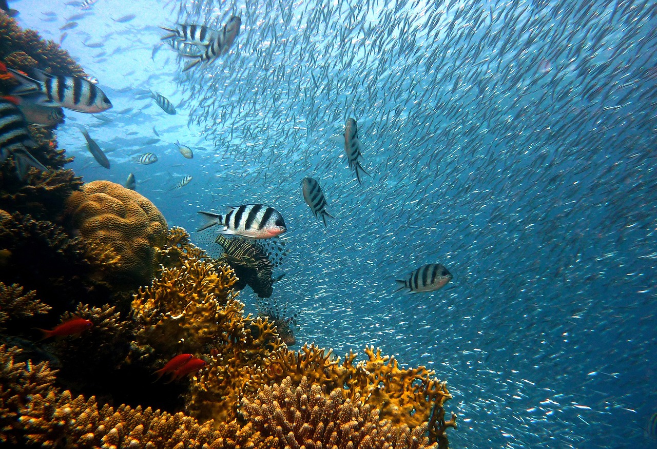 Os melhores resorts para prática de mergulho e snorkel