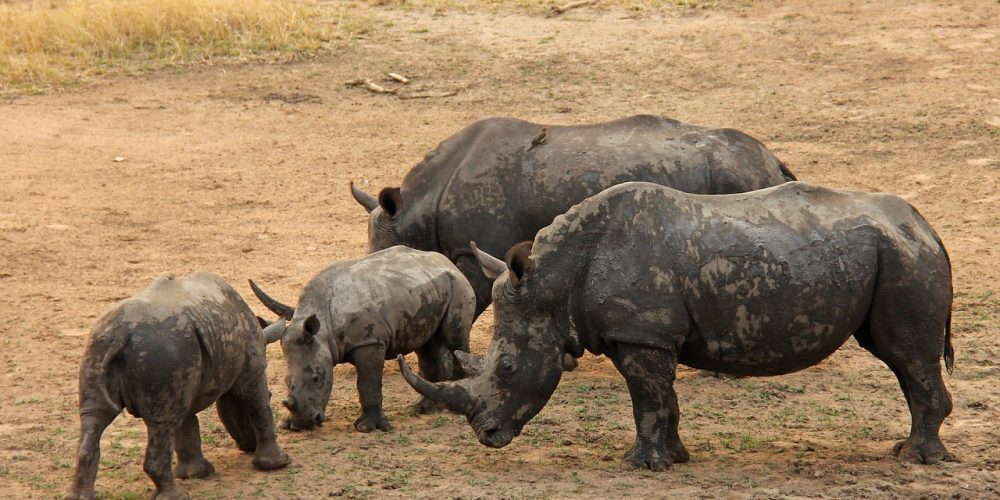 melhor epoca para visitar kruger park