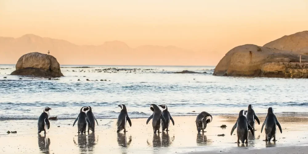 excursao para cidade do cabo